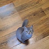 nala_82296