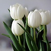 melisa_57912