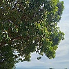 dedek_65445