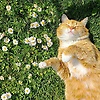 mely_71233