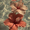 flower_87575
