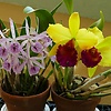 ORCHIDSnBEES
