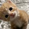 miau_49373