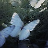 hajar_21052