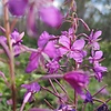 MariedelaFer