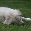 noah_21796