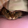 sudenur_12976