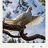 jalal_40136
