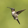 dan_70063