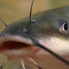 WiseCatFish