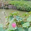 dewi_85244