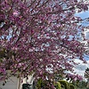 Blume72