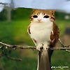 amaya_46659