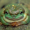 Mandra.gora