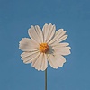 user3452