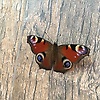 alfiya_46473