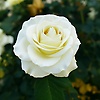 youssefess_73329