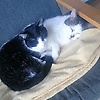 cara_96697
