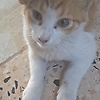 amina_10056