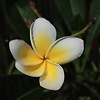 rahat123r