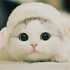 shaba_812