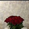 aysen_21409