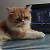 adnan_34719