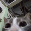 hhojok