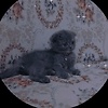 user_85041