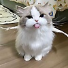 lina_86804