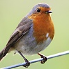 Sir_Wren
