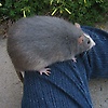 adolf_35926