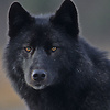 blackwolf60