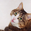 shah_65367