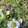 Noctiluca_sc