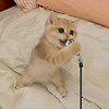 Almighty_Kitty