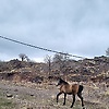rana_71371