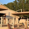 nika_10299