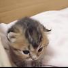 tovilewis_65457