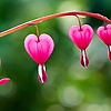 abed_21274