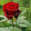 Rimdam