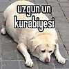 seyhan_93863