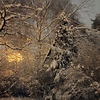 Svetlana-111