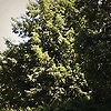 Veronichkaklubnichka