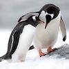 jemai_88445