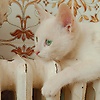 fifizinab_86261