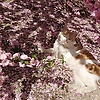 lily_49183