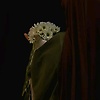 sadu_91820