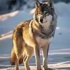 arthur_31010