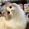 hend_42391